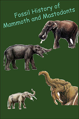 Fossil Hisotry of Mammoth and Mastodonts